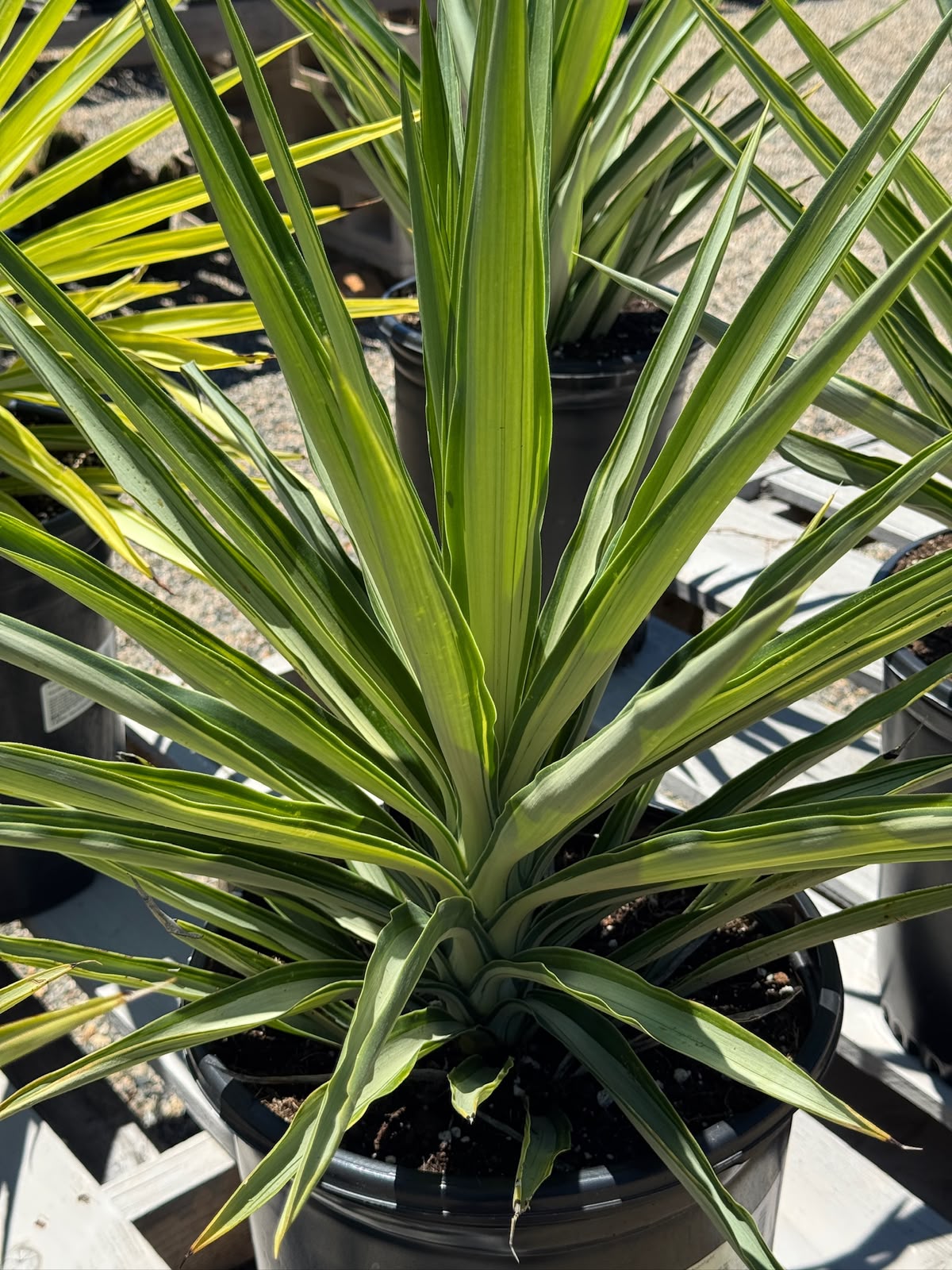 Yucca moonlight 10”