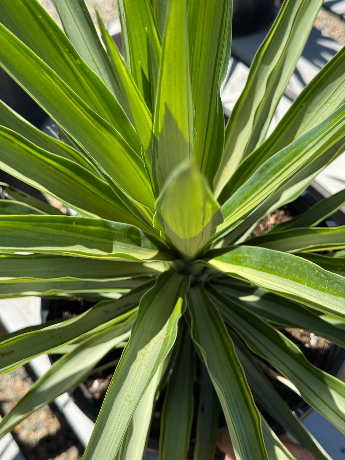 Yucca moonlight 10”
