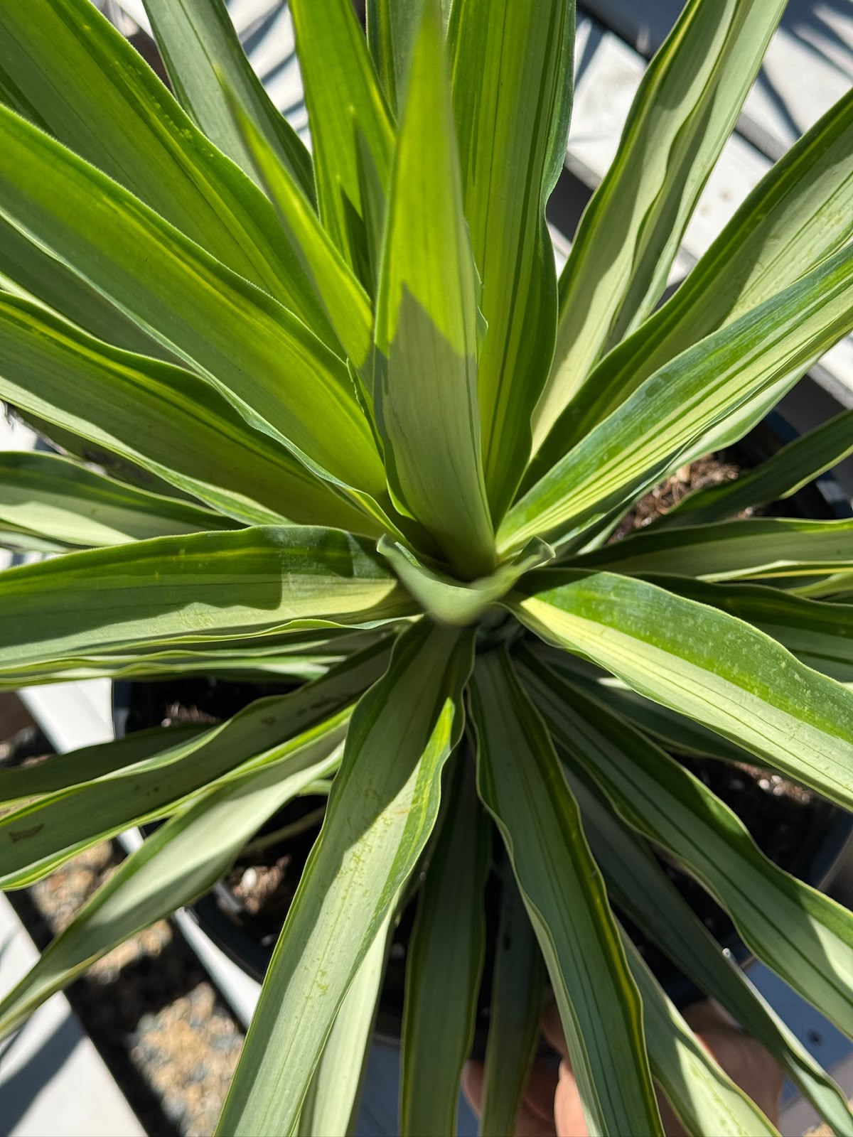 Yucca moonlight 10”
