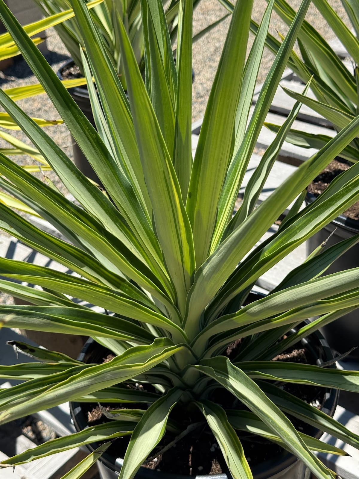 Yucca moonlight 10”