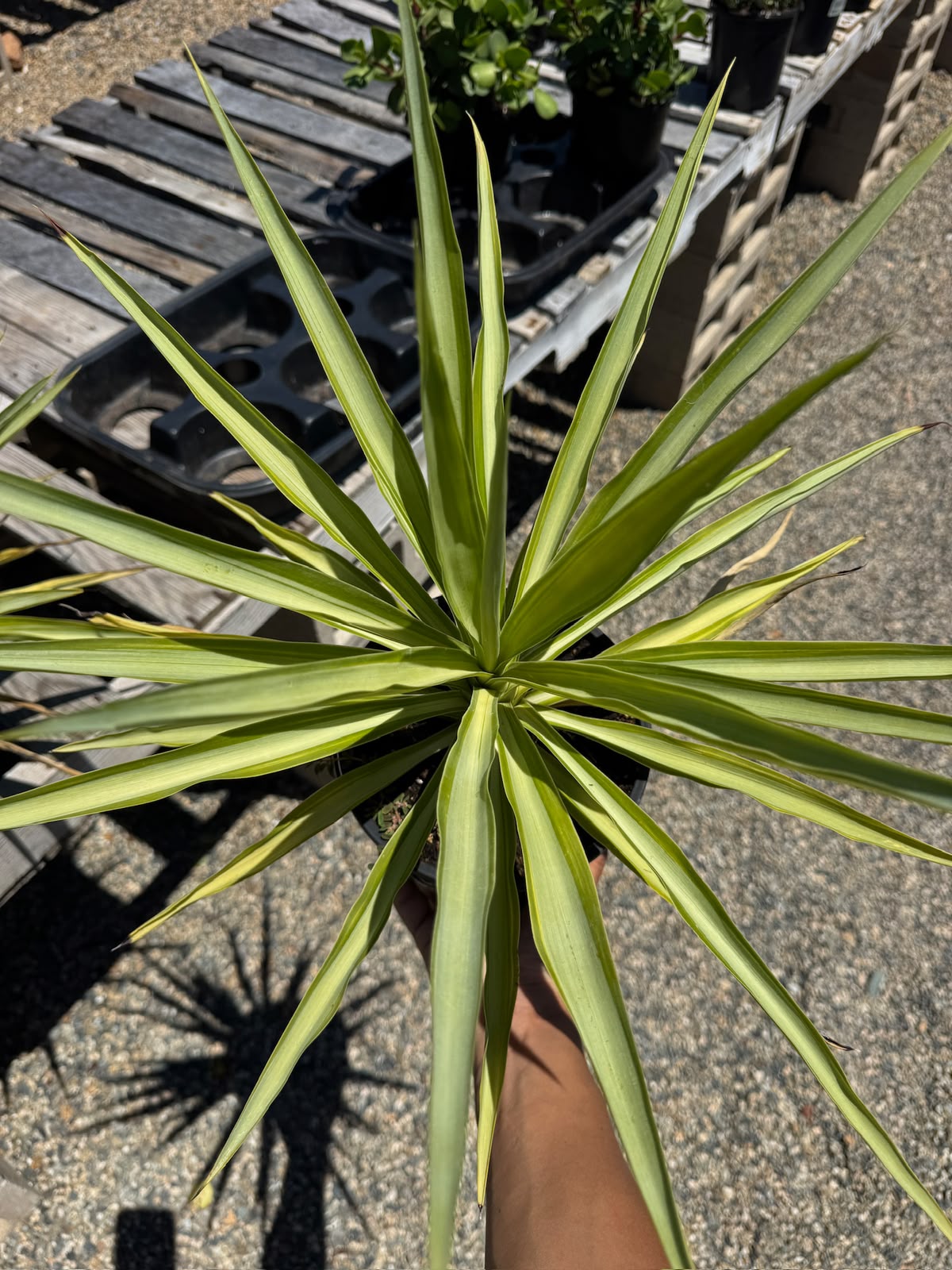 Yucca Solaris