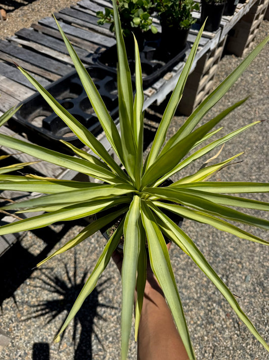 Yucca Solaris