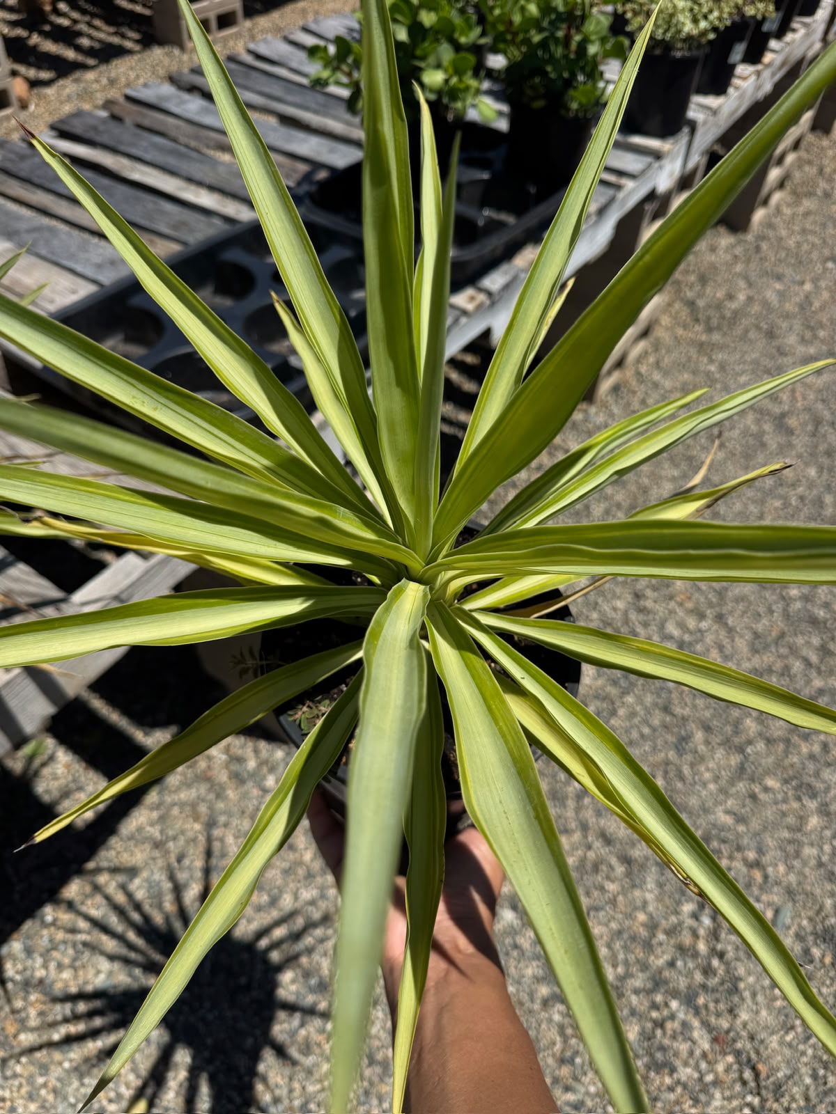 Yucca Solaris