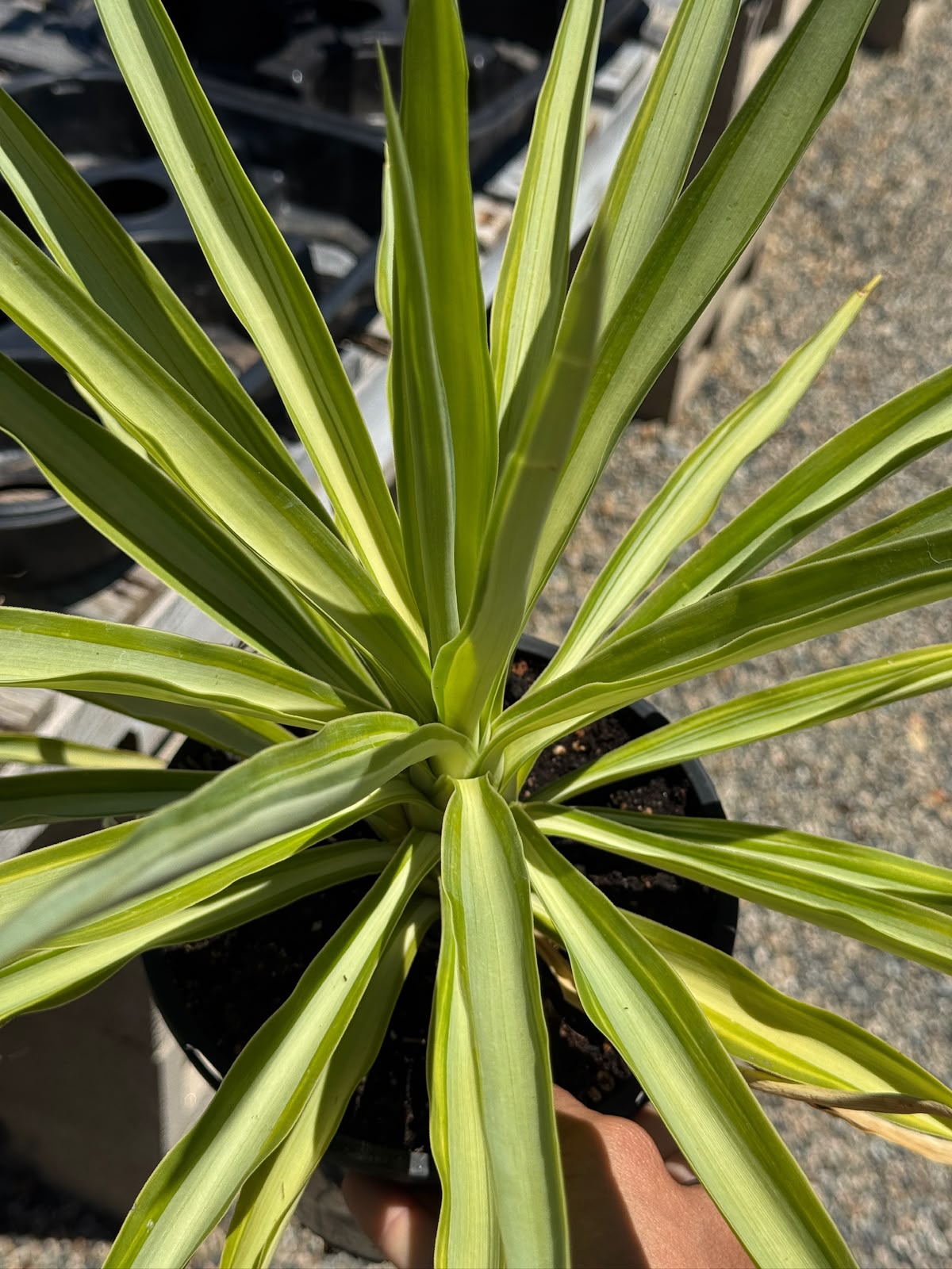 Yucca Solaris