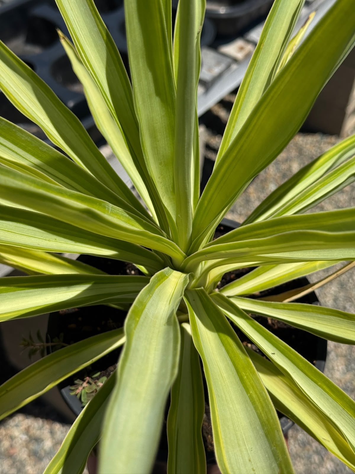 Yucca Solaris