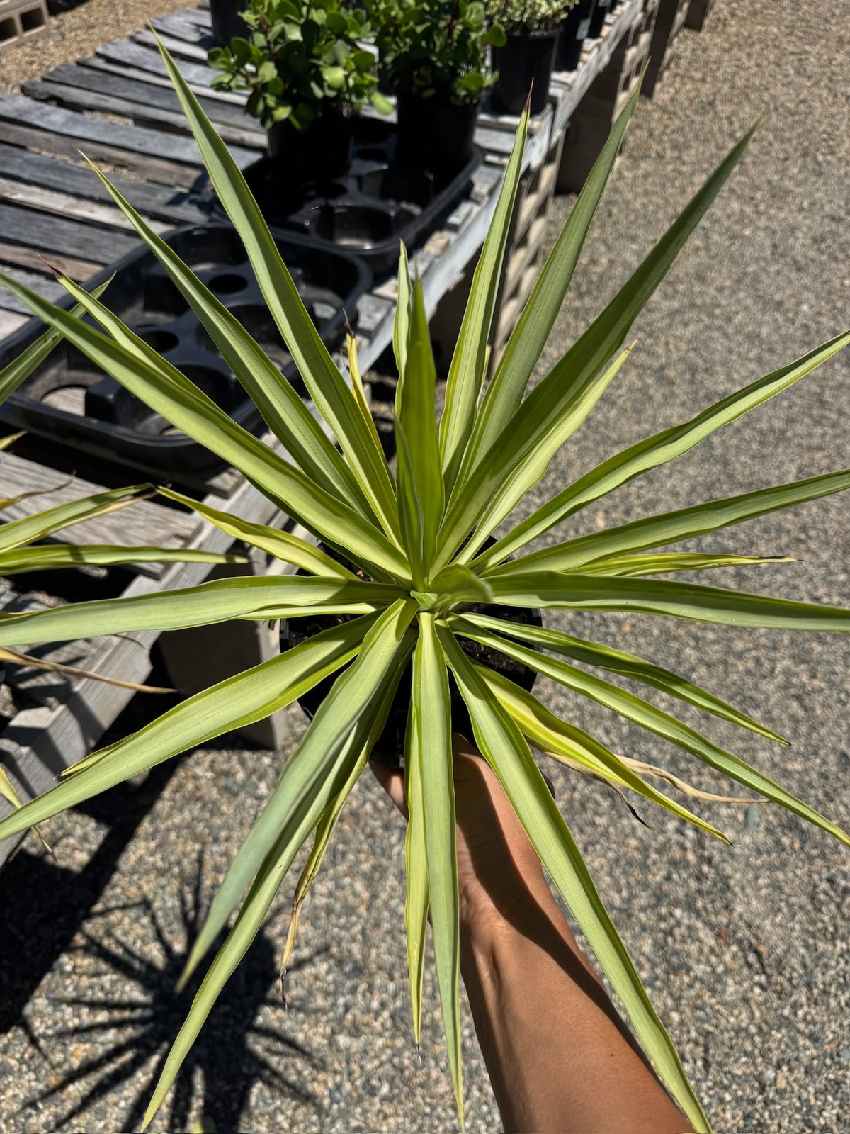 Yucca Solaris