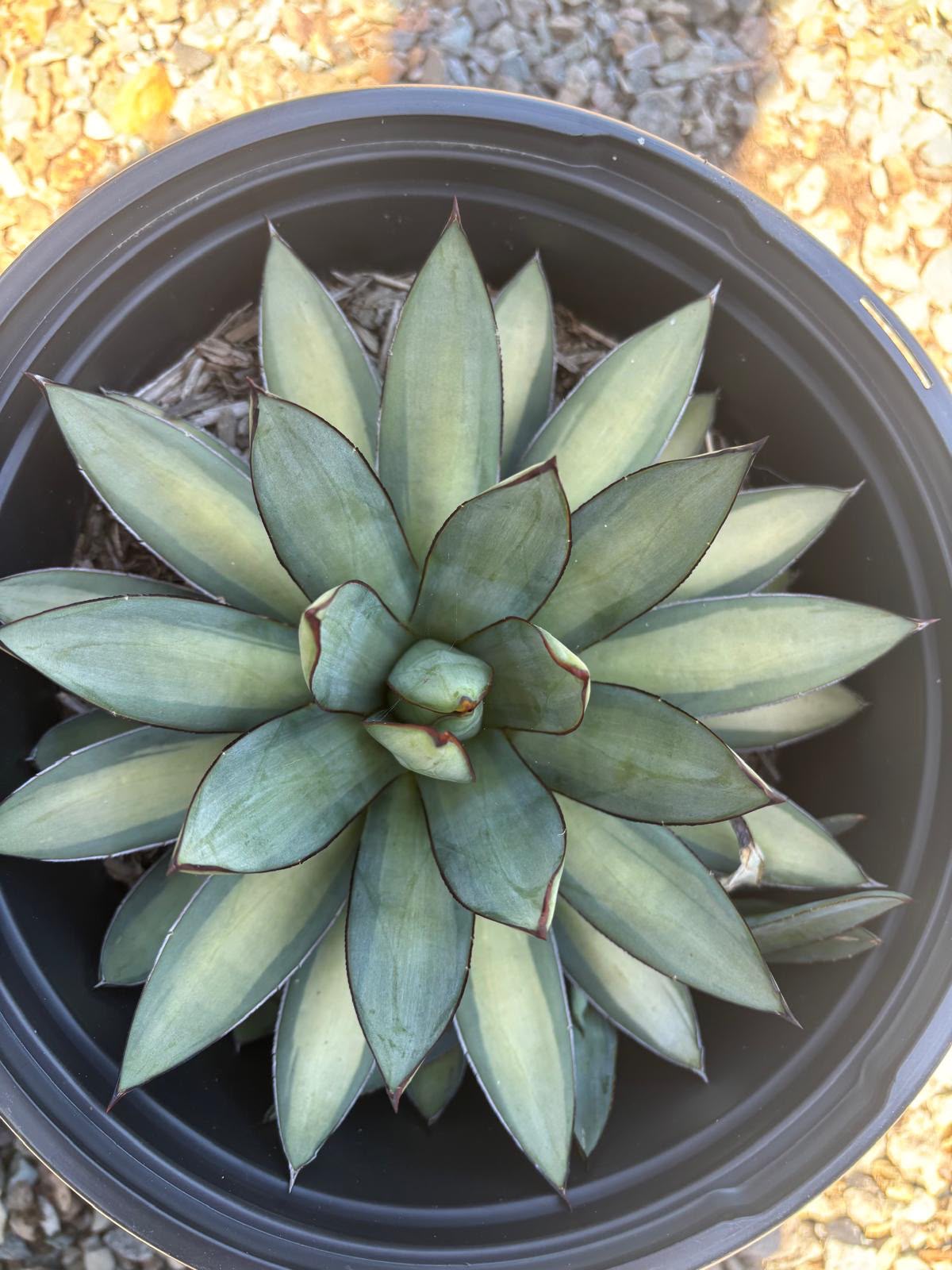 Agave emperor