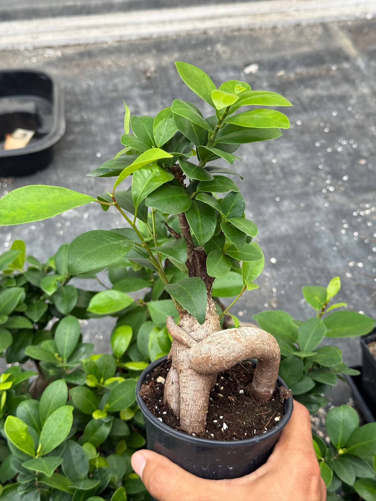 Ficus Ginseng