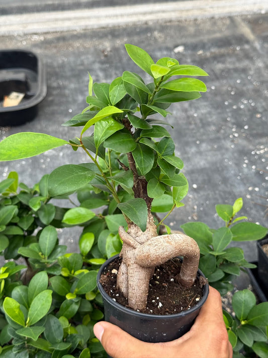 Ficus Ginseng