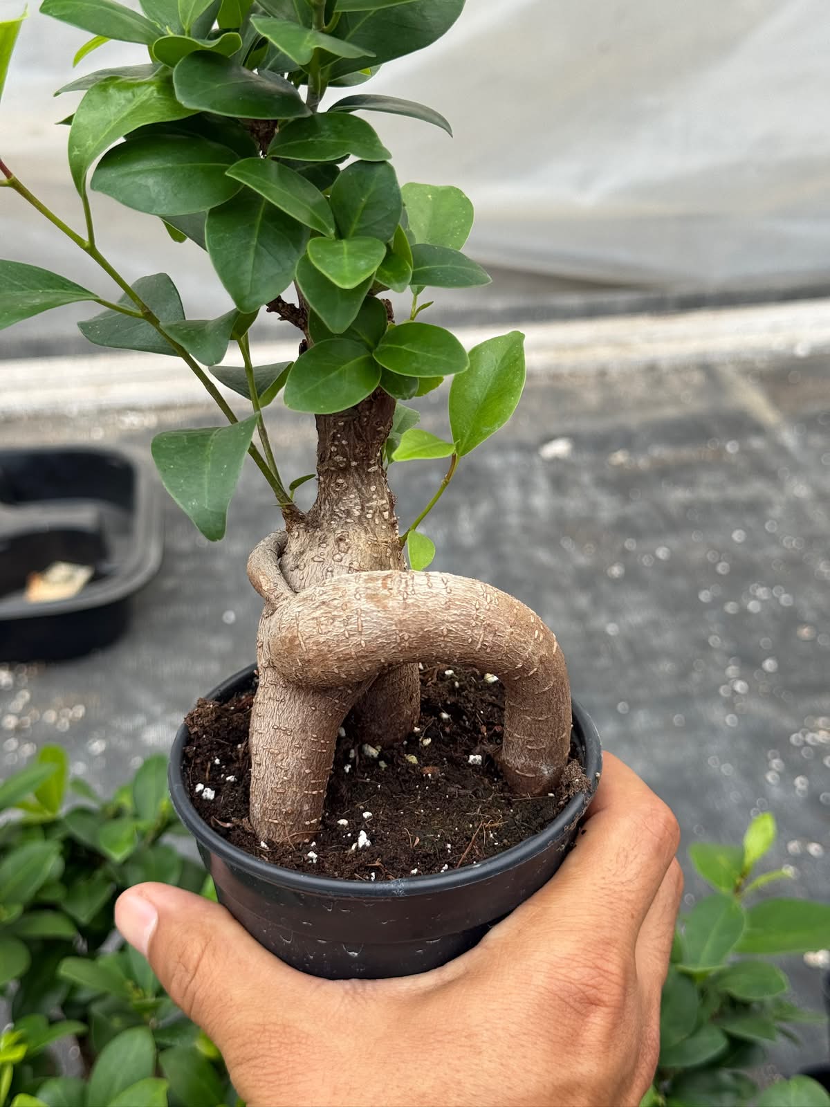 Ficus Ginseng