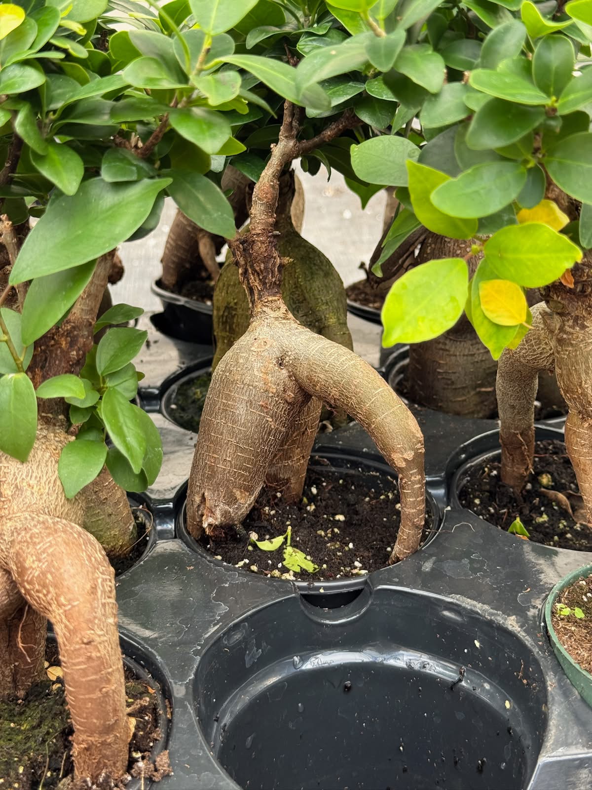 Ficus Ginseng