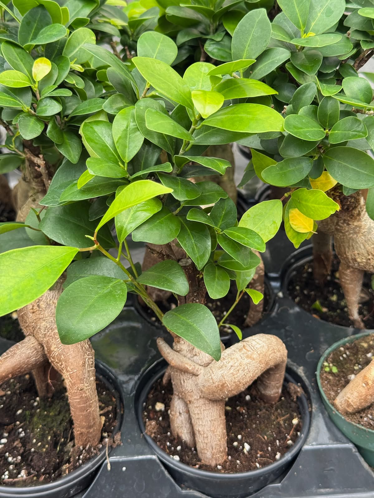 Ficus Ginseng