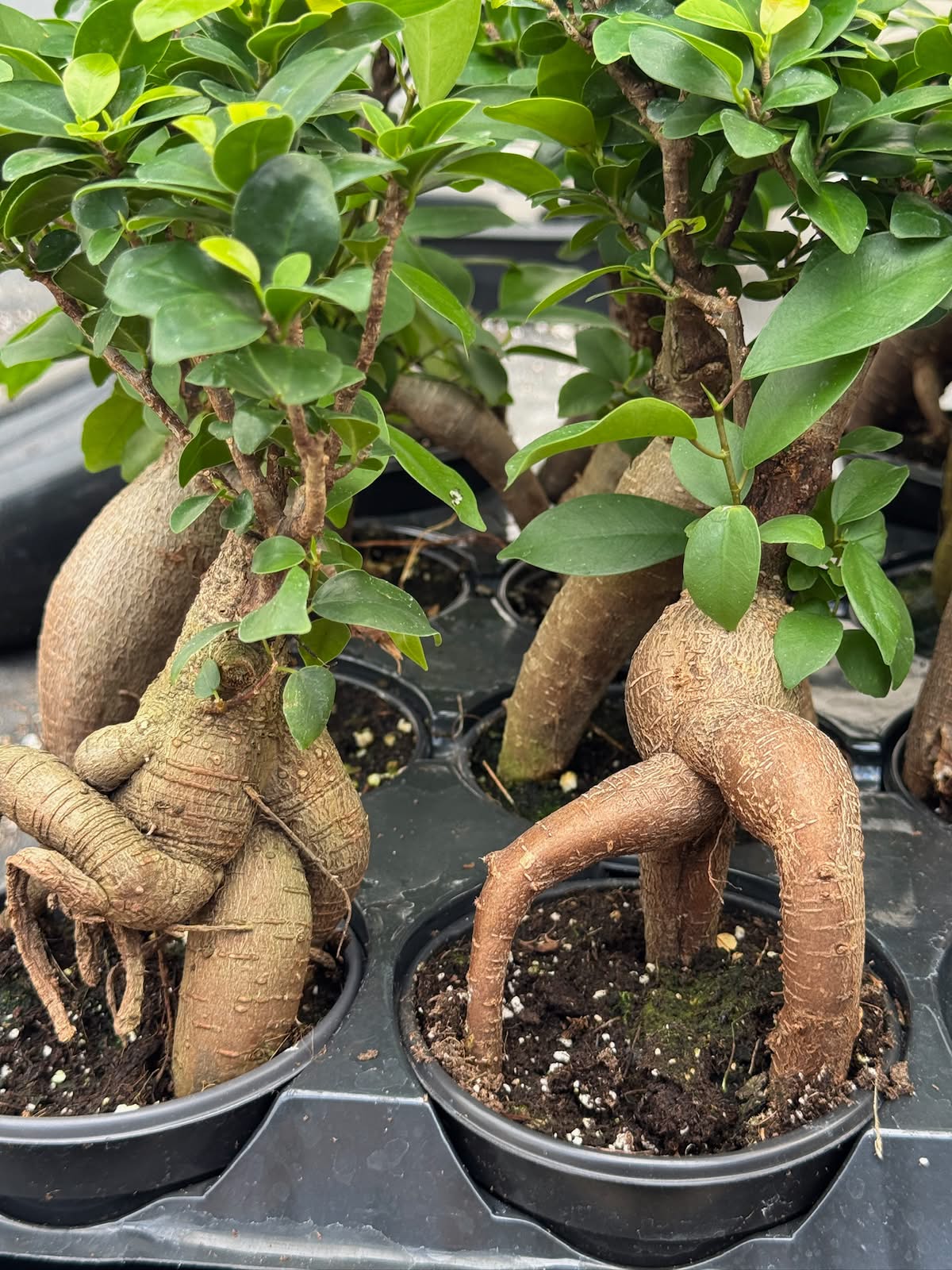 Ficus Ginseng