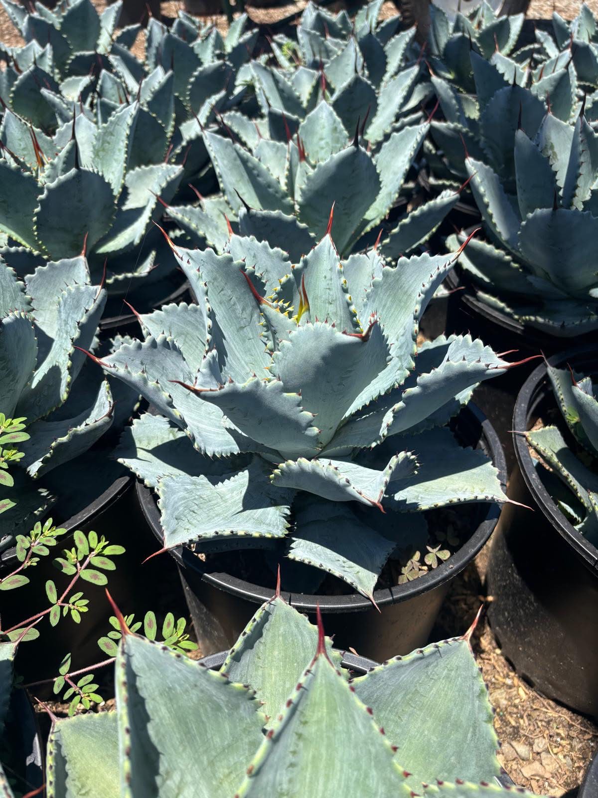 Agave pygmaea ‘dragon toes’