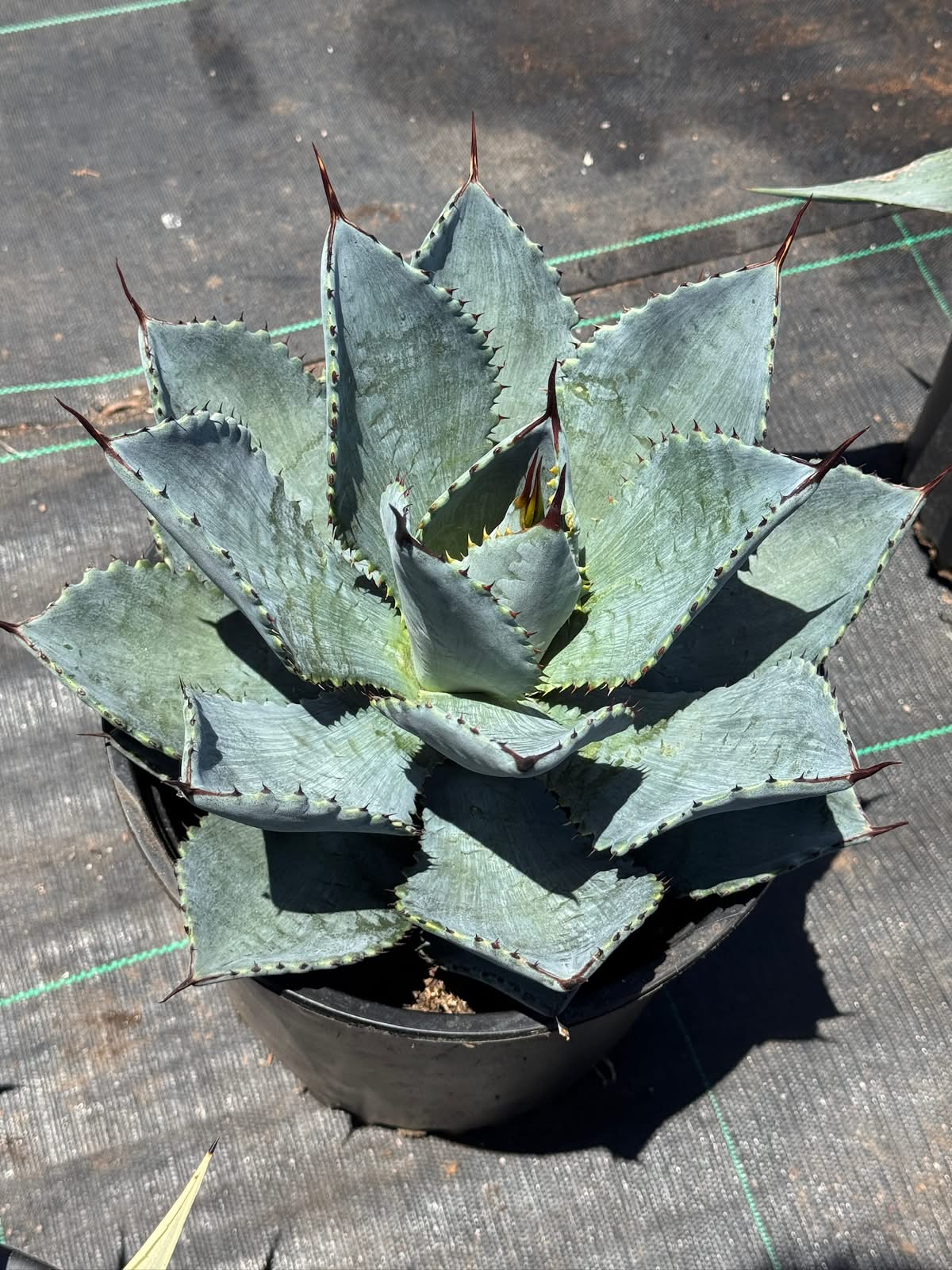Agave pygmaea ‘dragon toes’