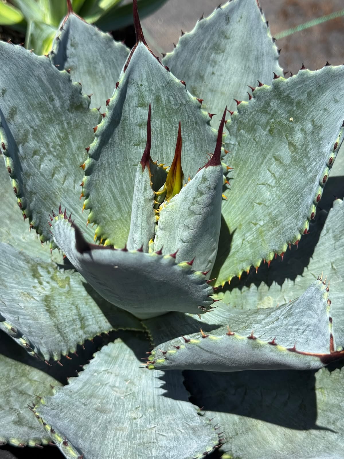 Agave pygmaea ‘dragon toes’