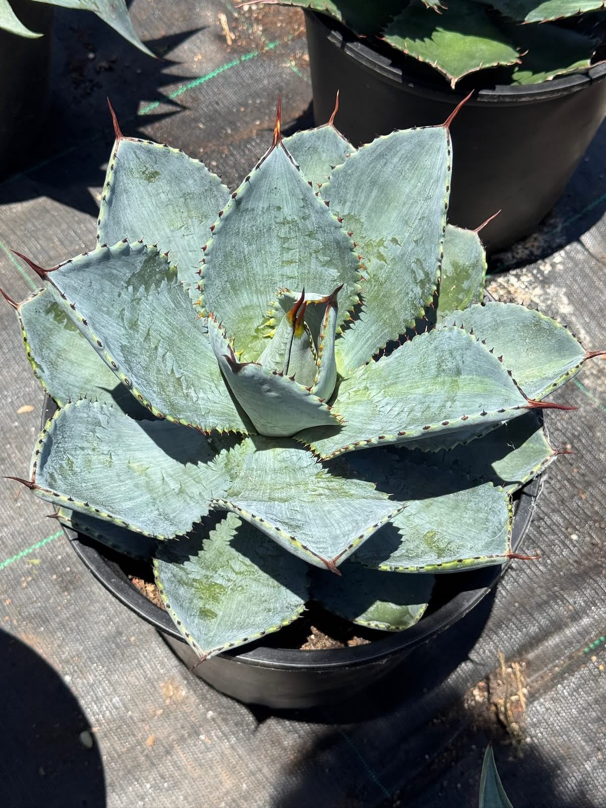 Agave pygmaea ‘dragon toes’