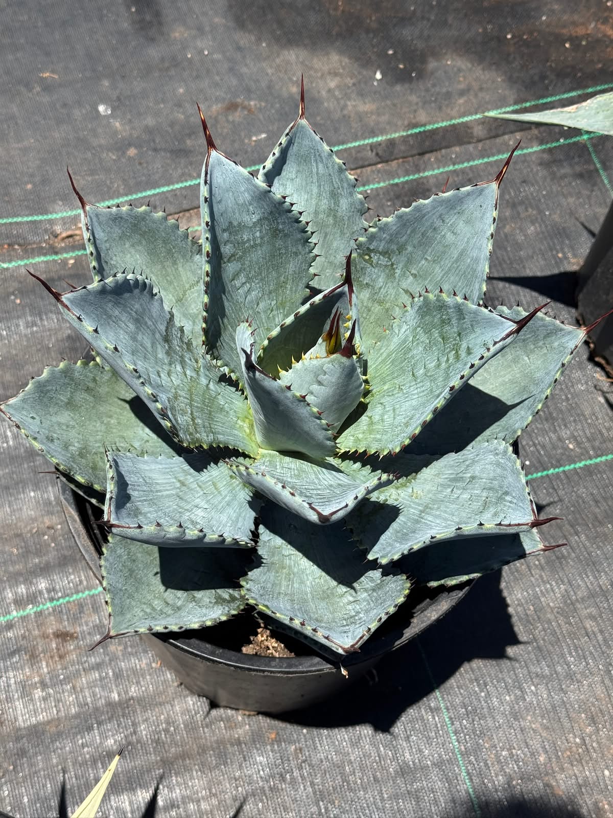 Agave pygmaea ‘dragon toes’
