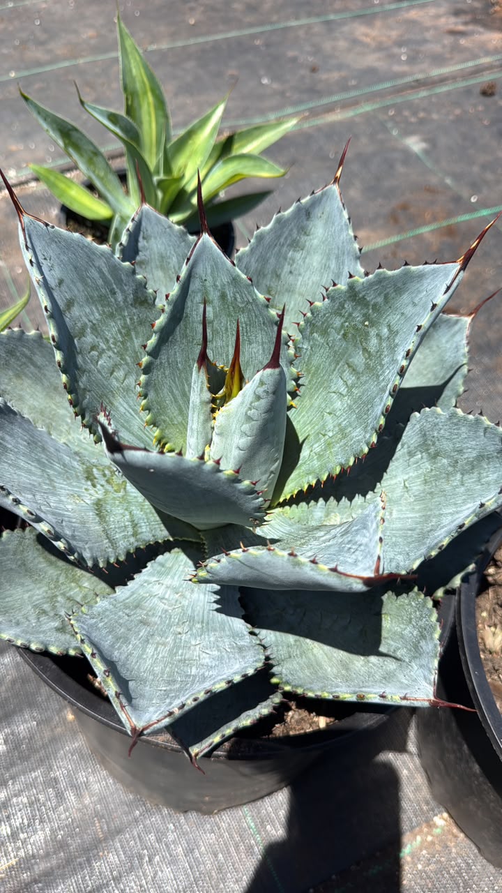 Agave pygmaea ‘dragon toes’