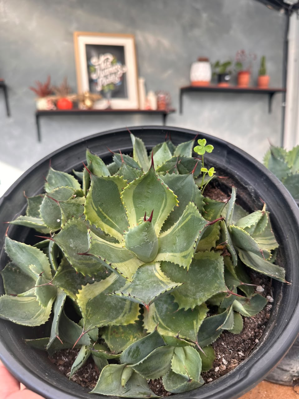 Agave potatorum 'trade wings'