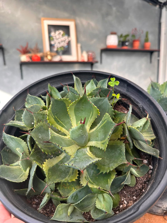Agave potatorum 'trade wings'