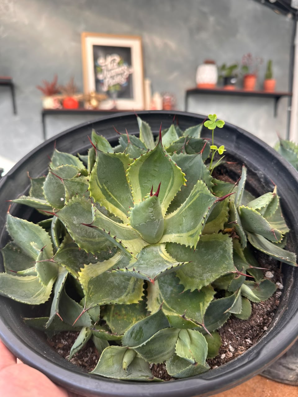Agave potatorum 'trade wings'