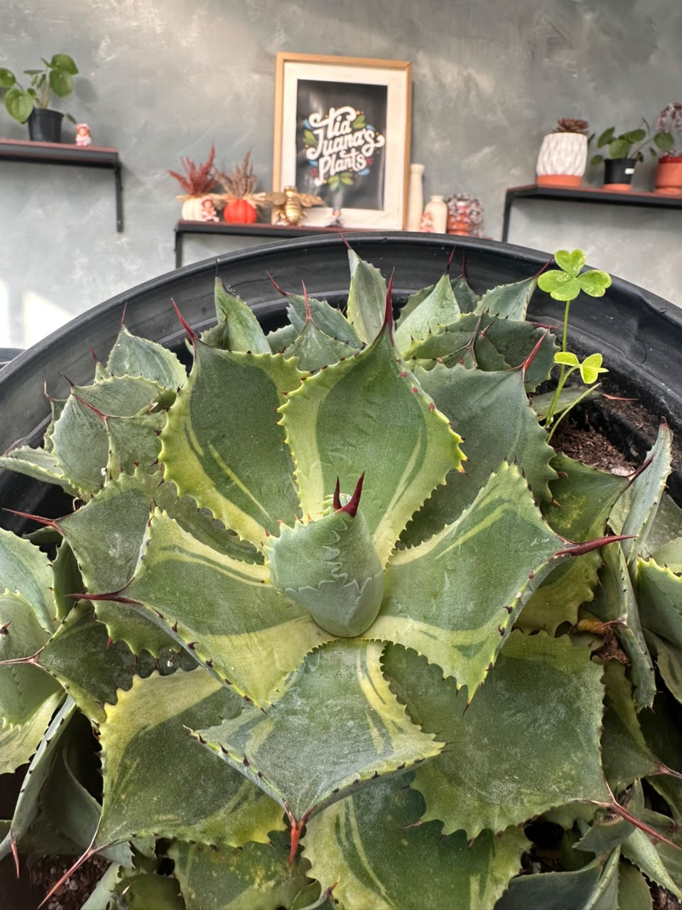 Agave potatorum 'trade wings'