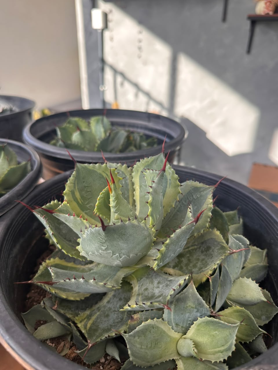 Agave potatorum 'trade wings'