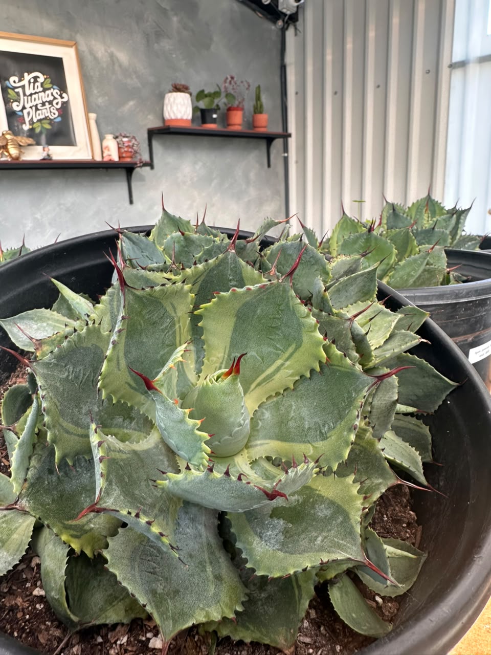 Agave potatorum 'trade wings'