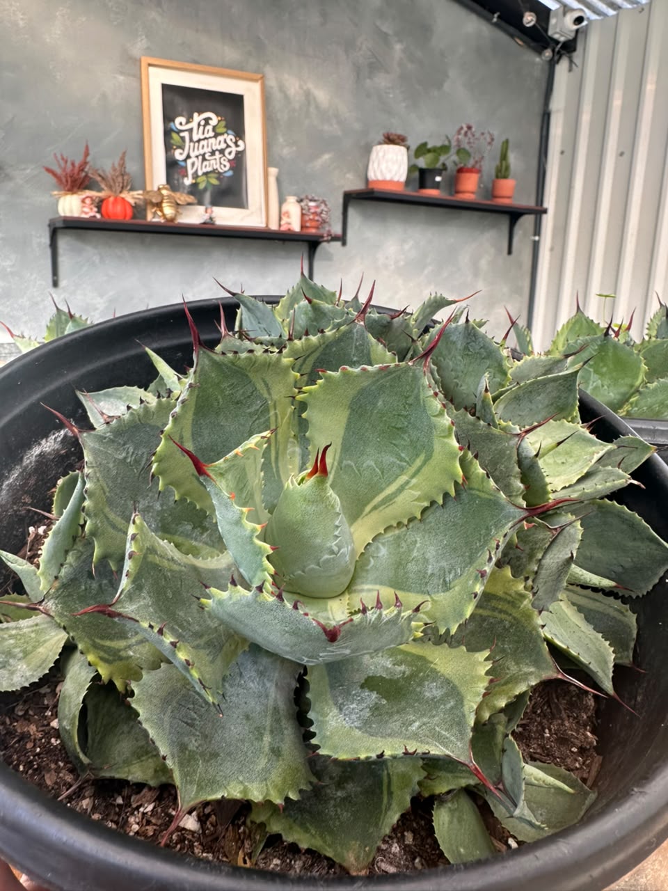 Agave potatorum 'trade wings'