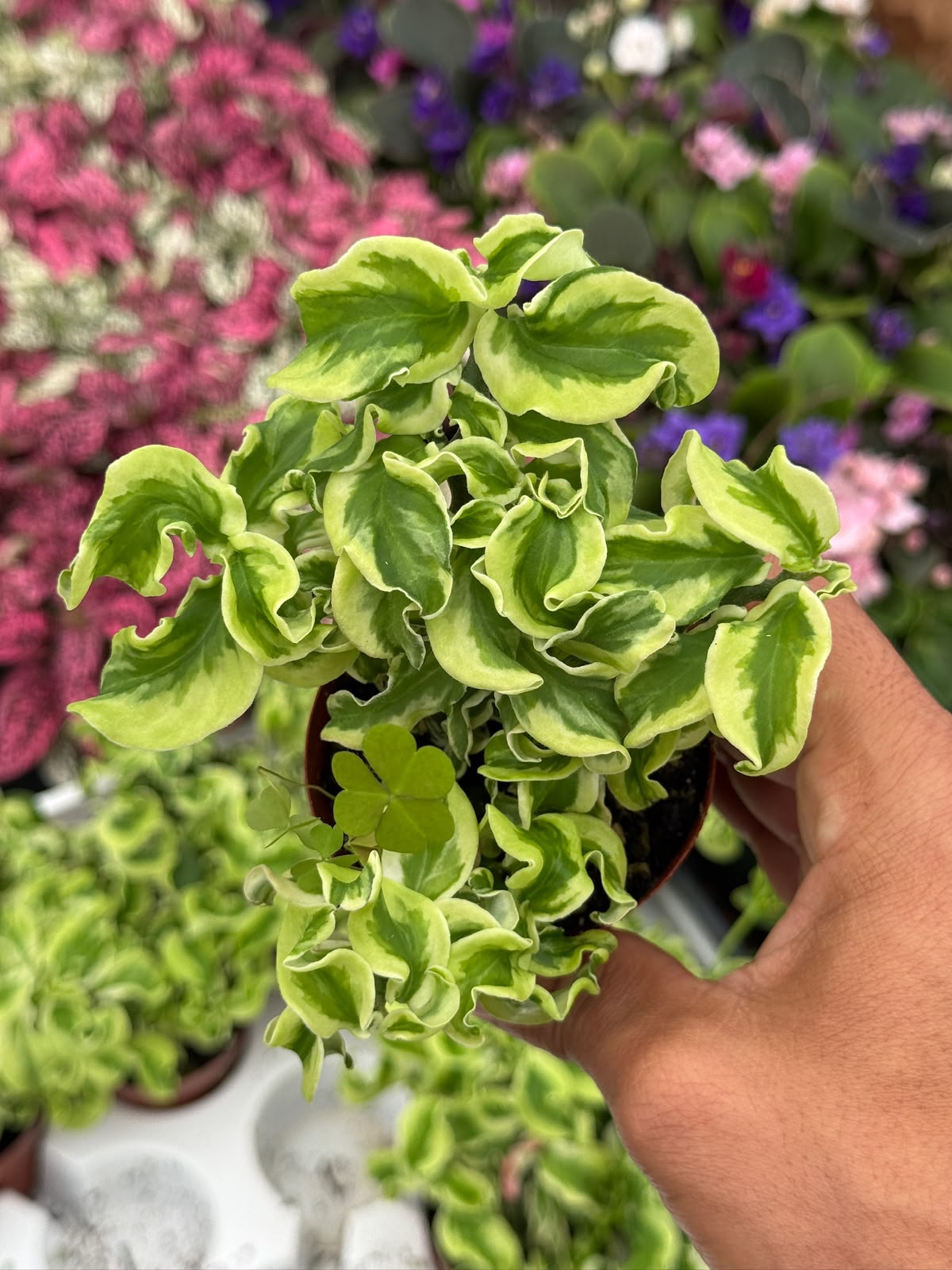 Euphorbia Curly Devil’s backbone