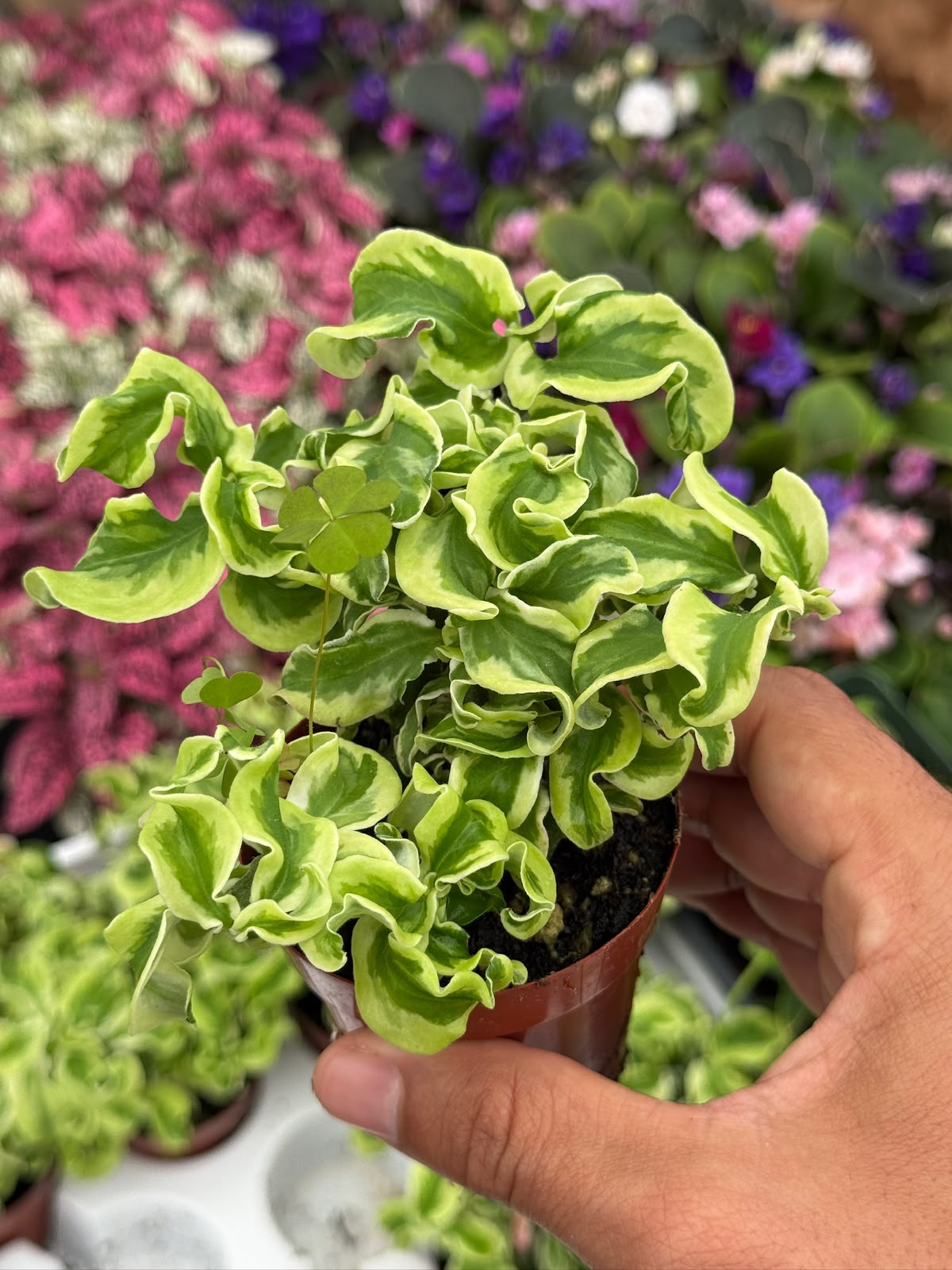 Euphorbia Curly Devil’s backbone