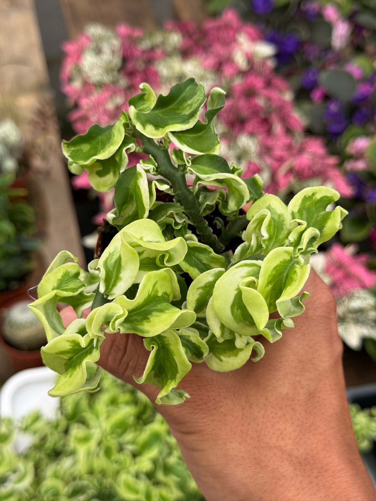 Euphorbia Curly Devil’s backbone