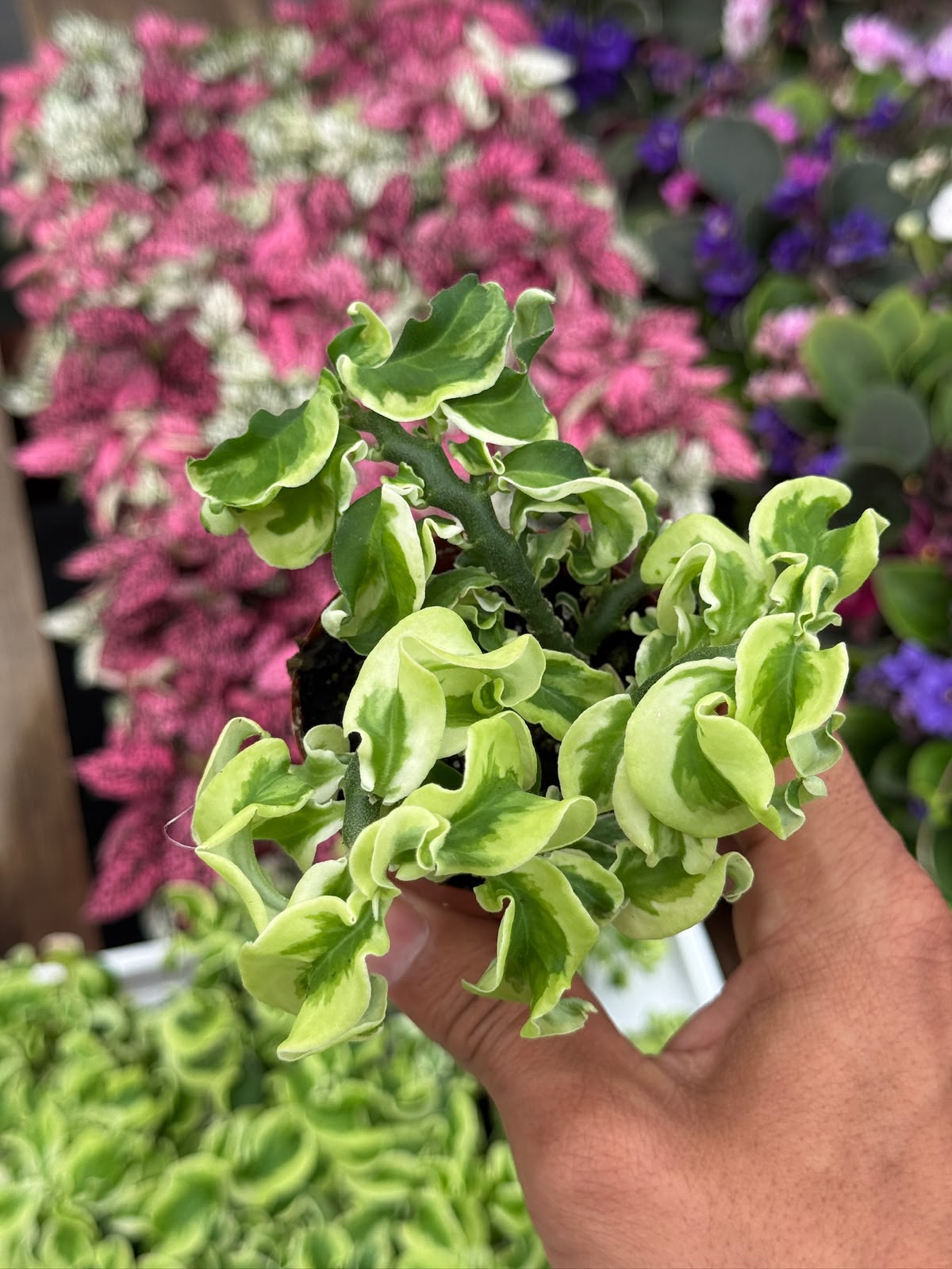 Euphorbia Curly Devil’s backbone