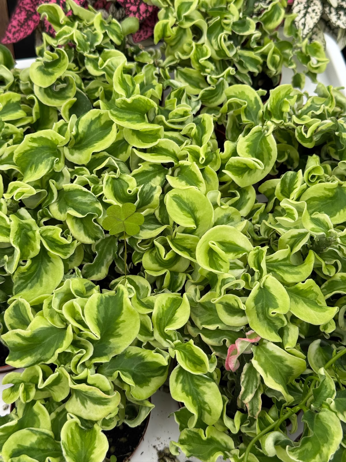 Euphorbia Curly Devil’s backbone