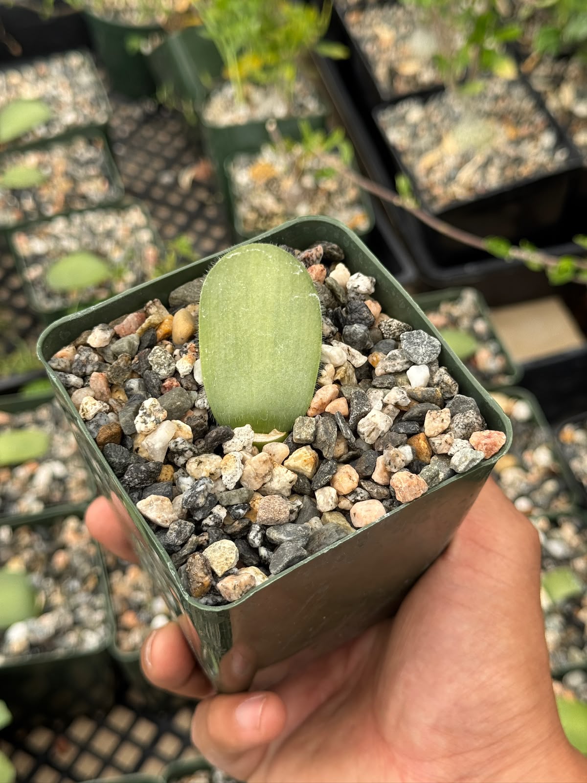 Haemanthus deformis 4”
