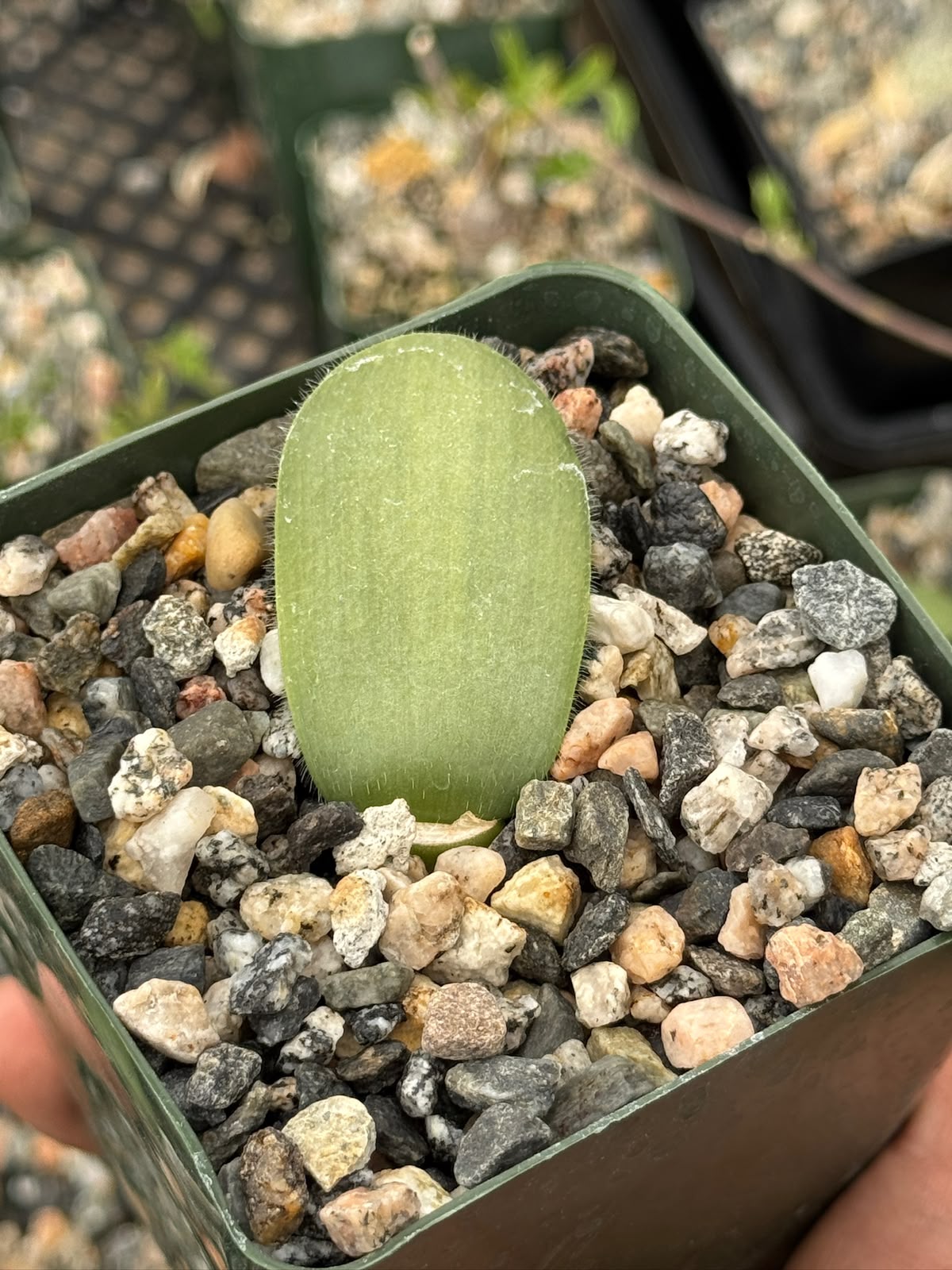 Haemanthus deformis 4”