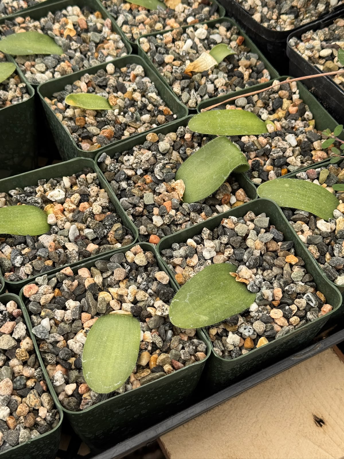Haemanthus deformis 4”