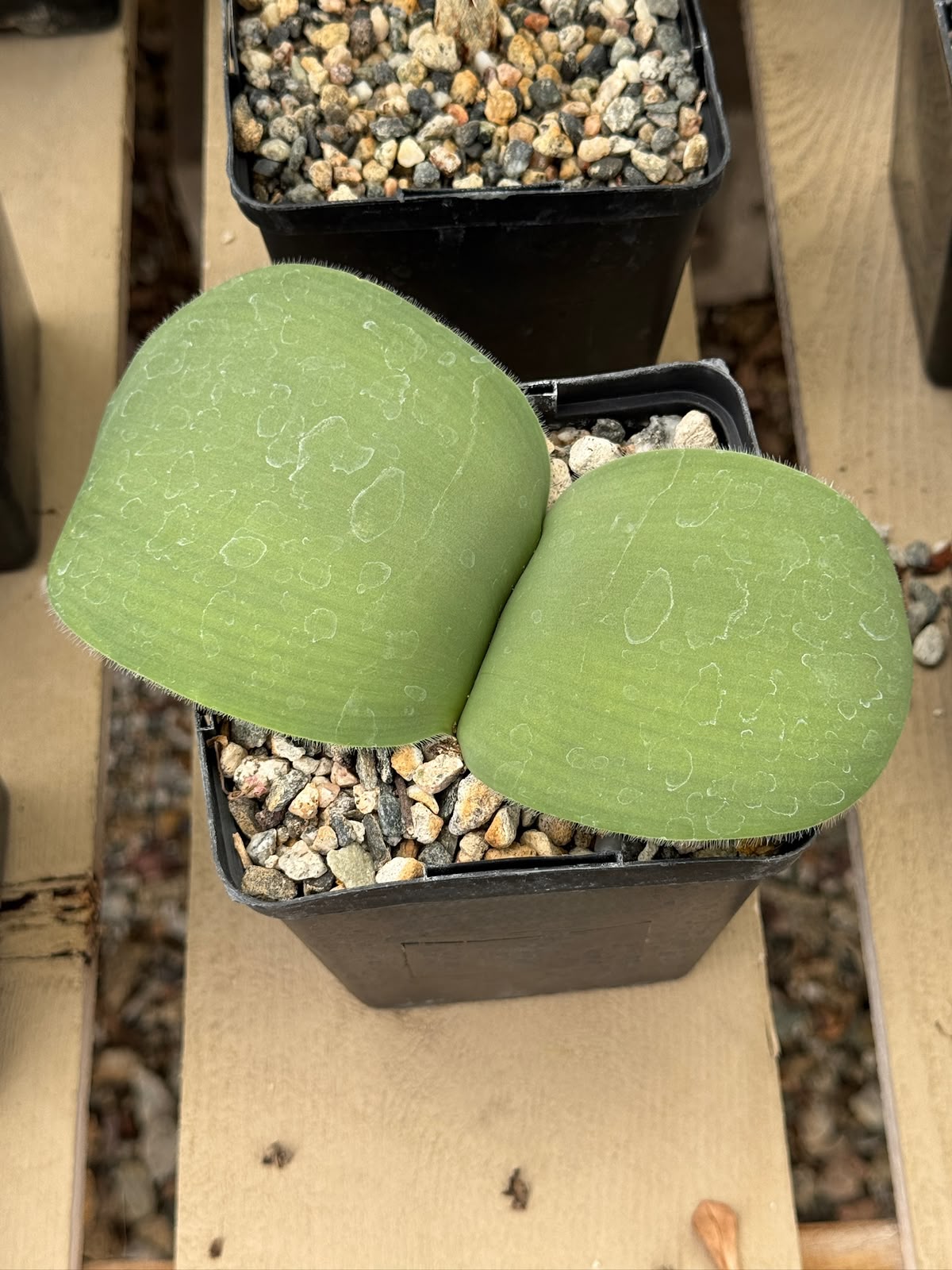 Haemanthus deformis 4”