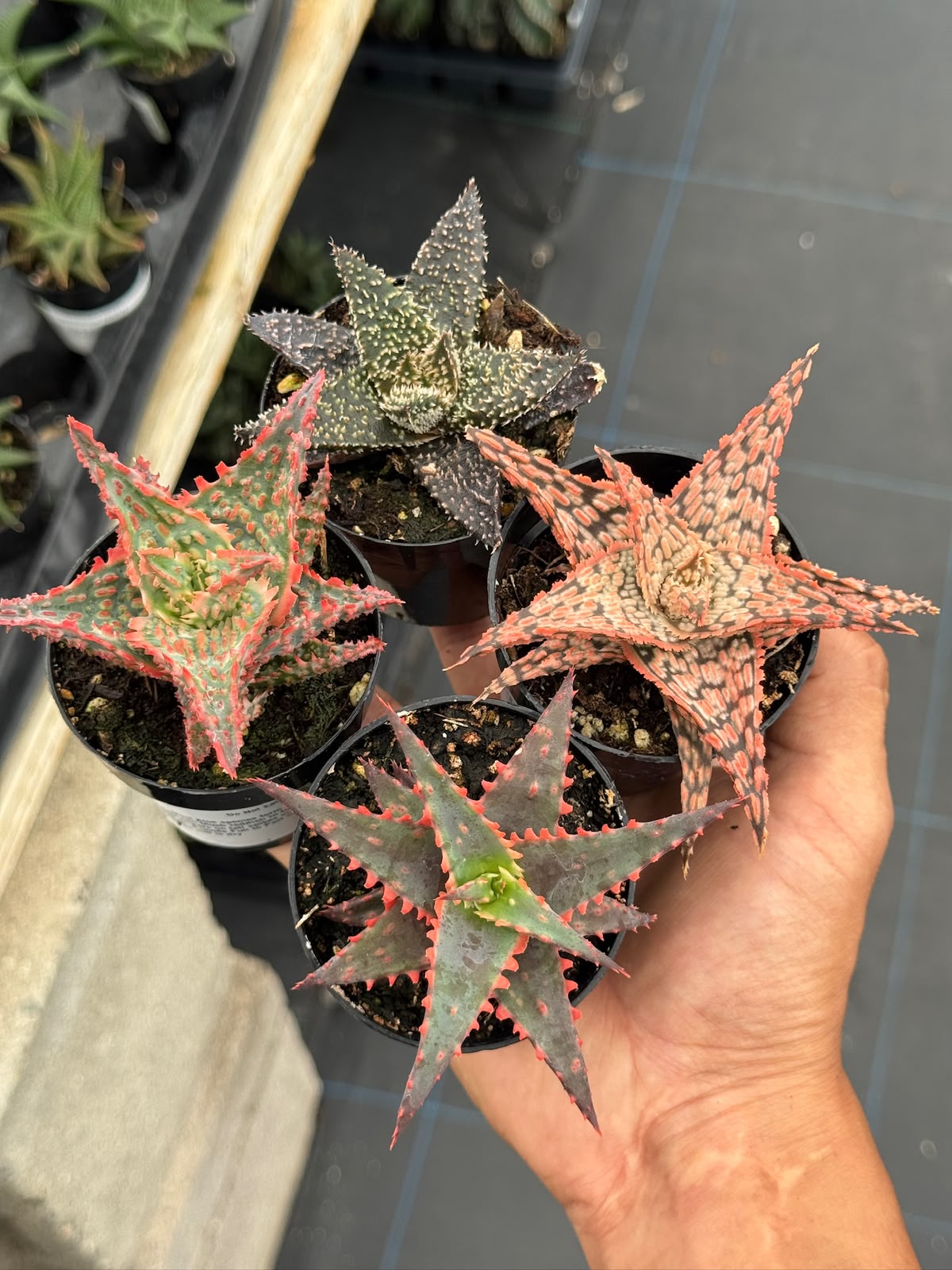 Pack de 4 aloes híbridos minis