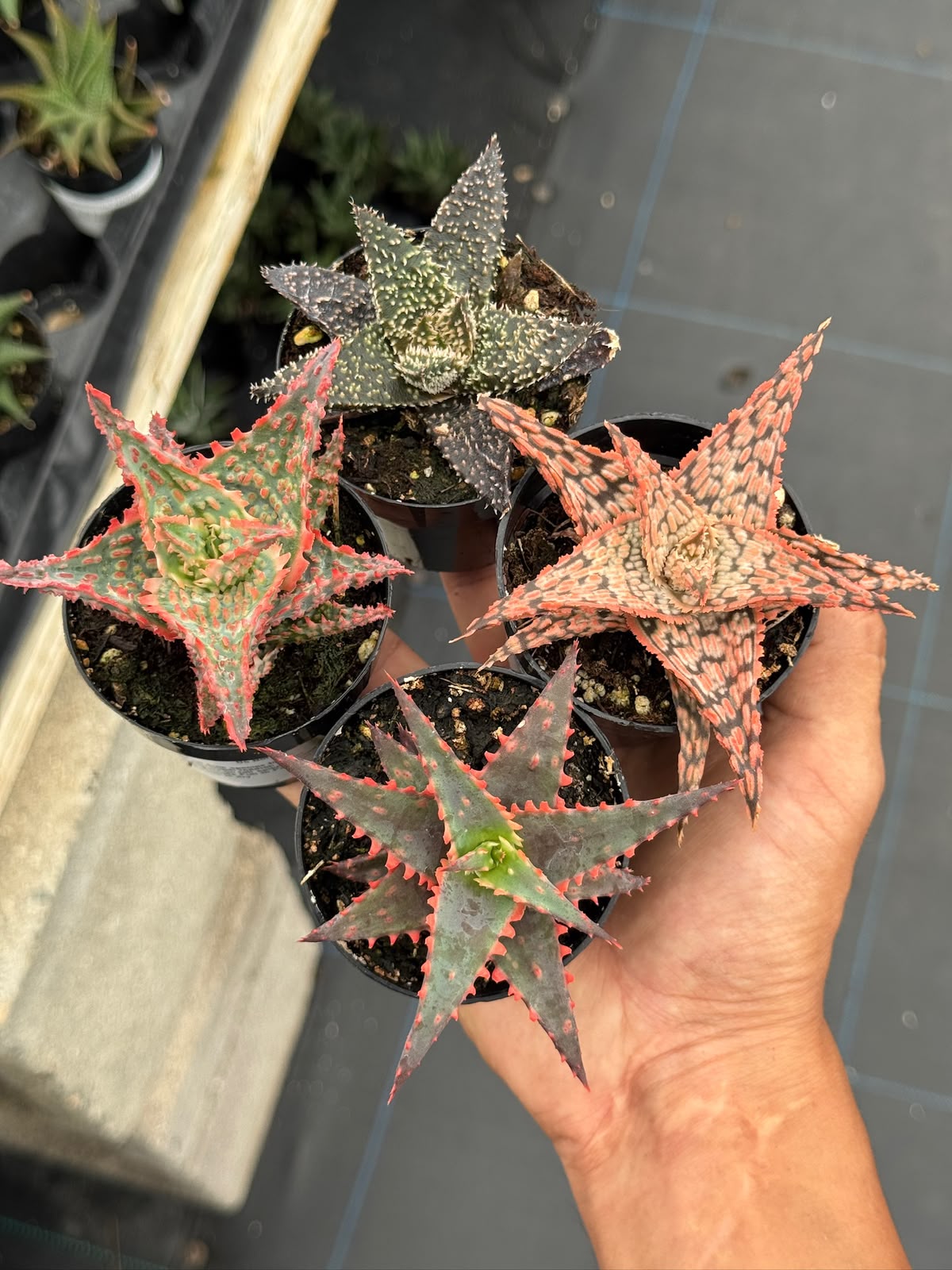 Pack de 4 aloes híbridos minis