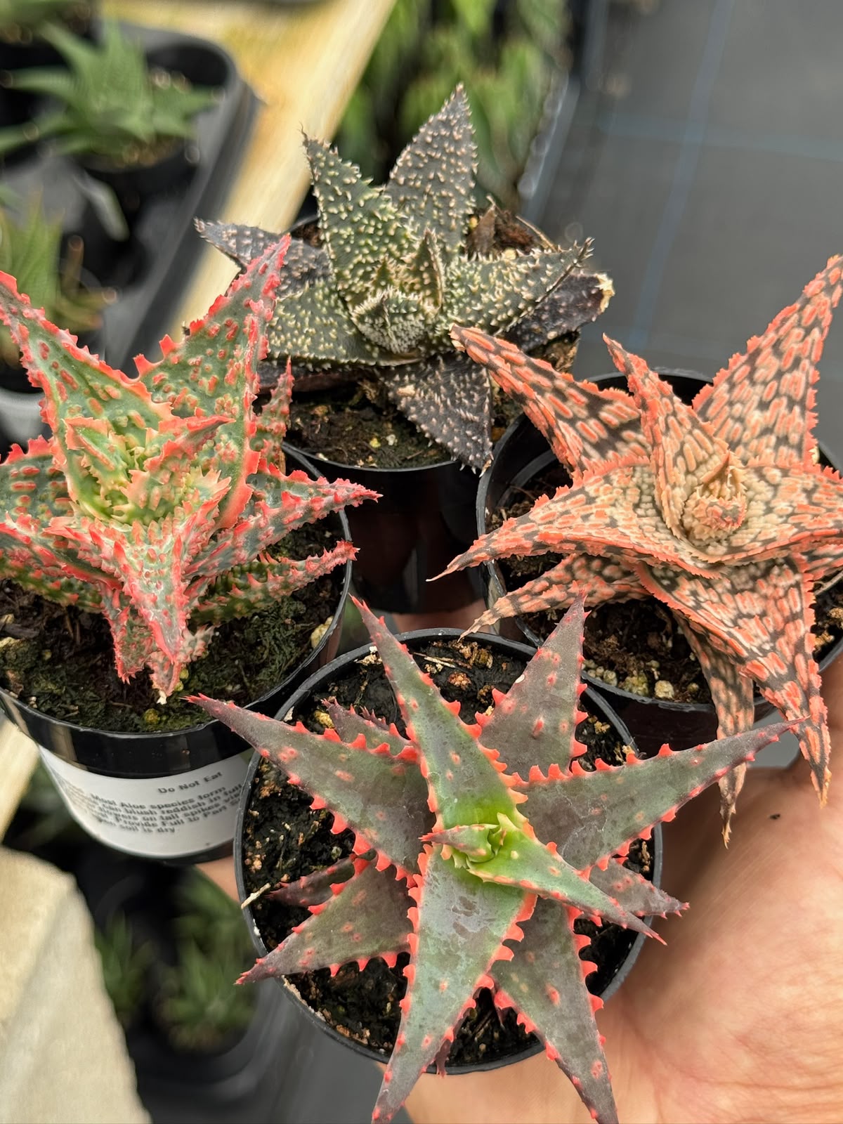 Pack de 4 aloes híbridos minis