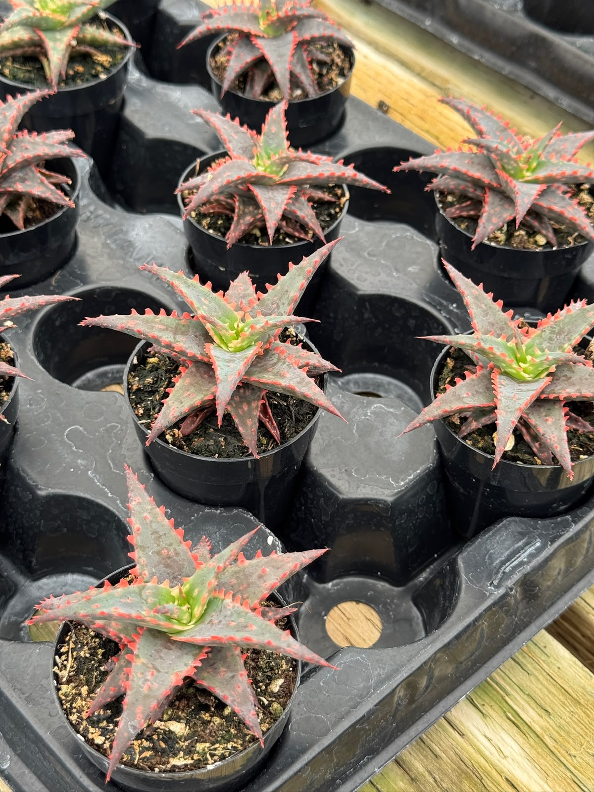 Pack de 4 aloes híbridos minis