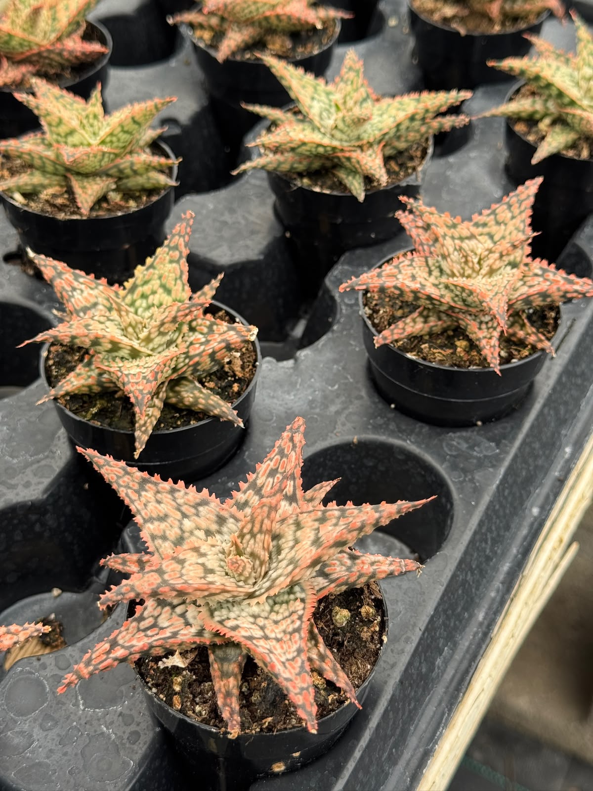 Pack de 4 aloes híbridos minis