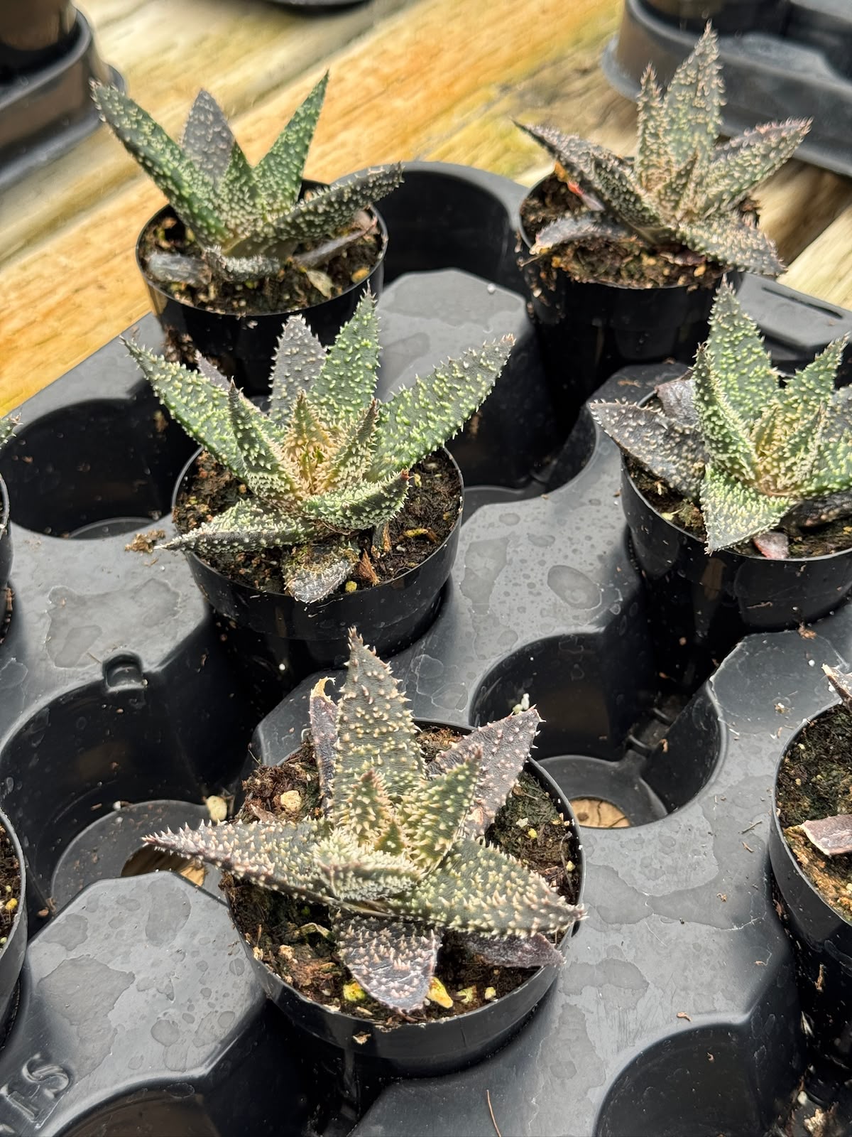 Pack de 4 aloes híbridos minis