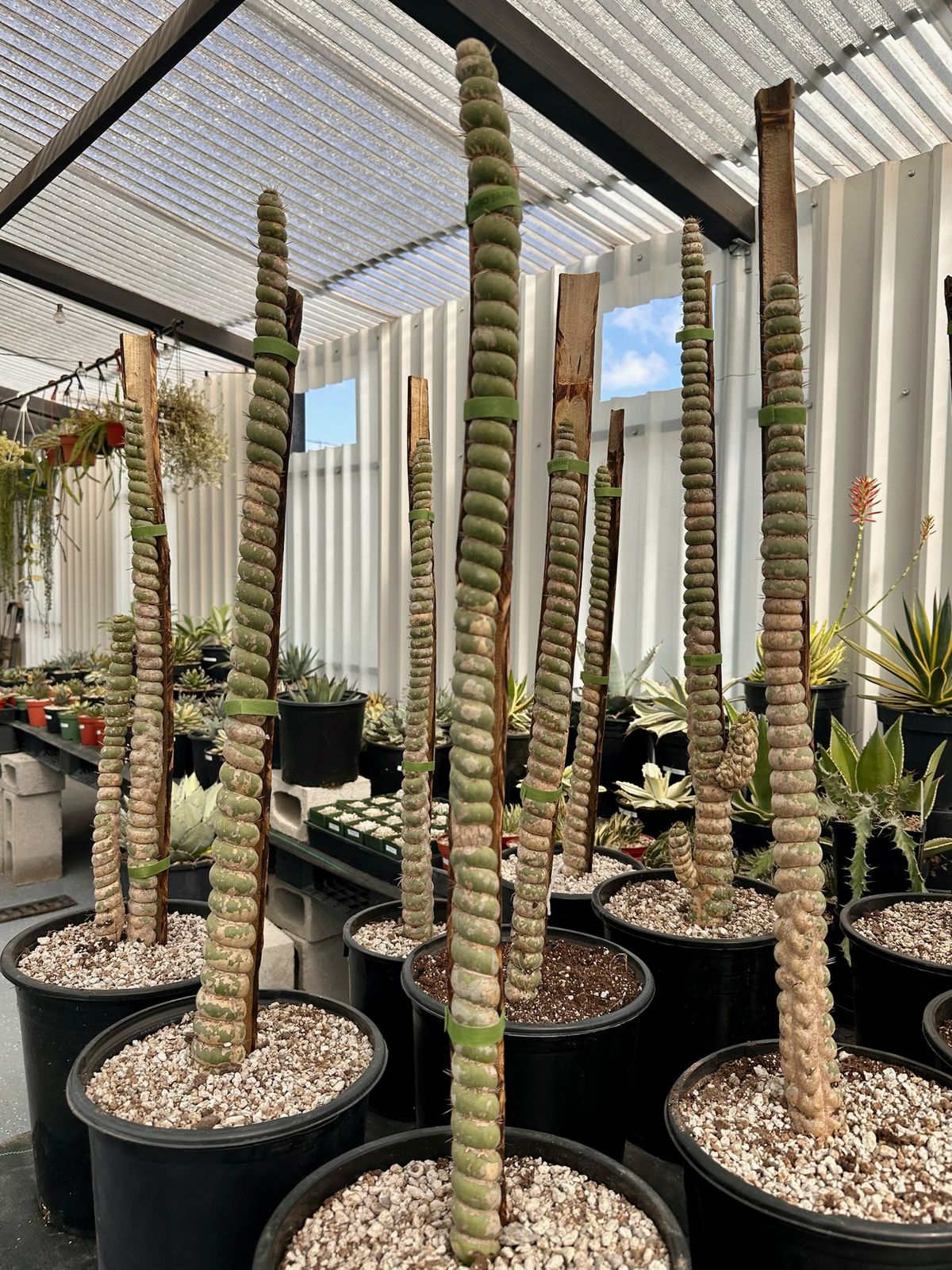 Eulychnia castanea