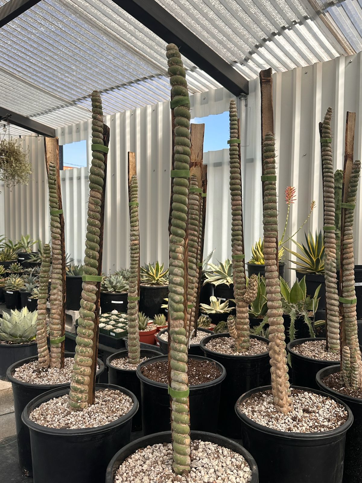 Eulychnia castanea