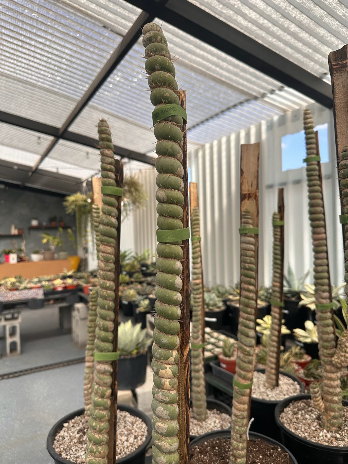 Eulychnia castanea