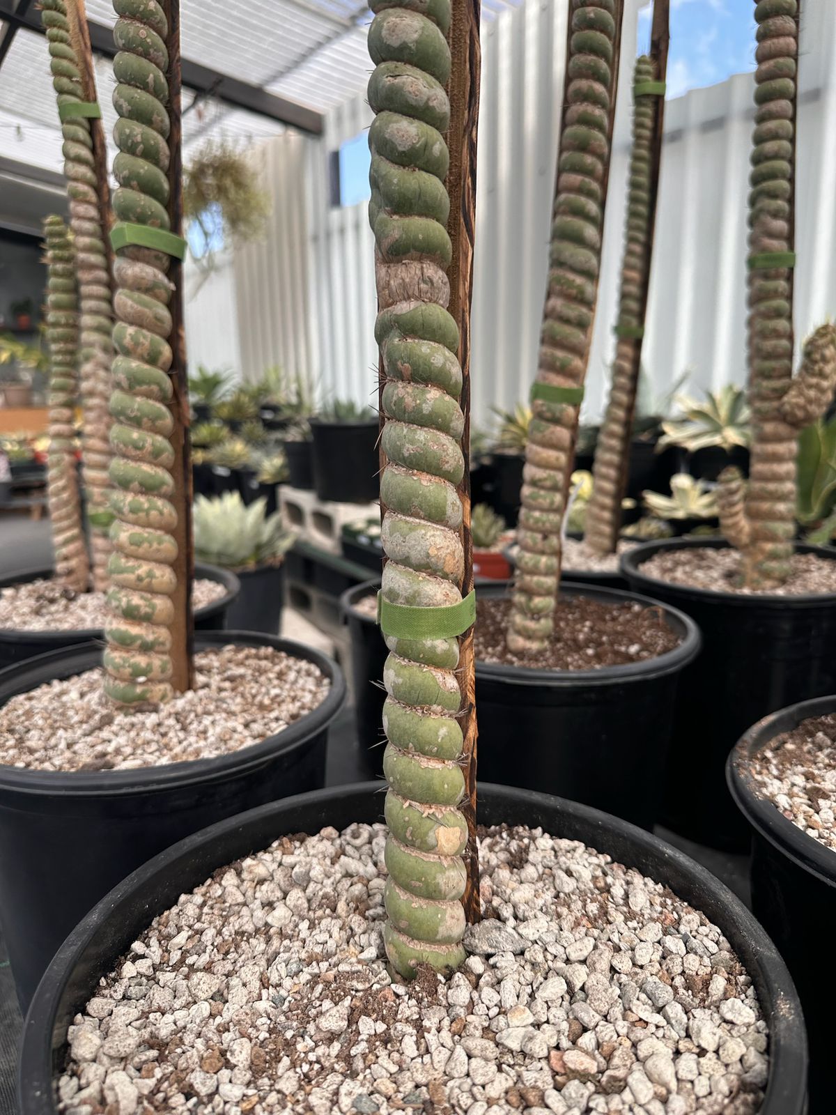 Eulychnia castanea