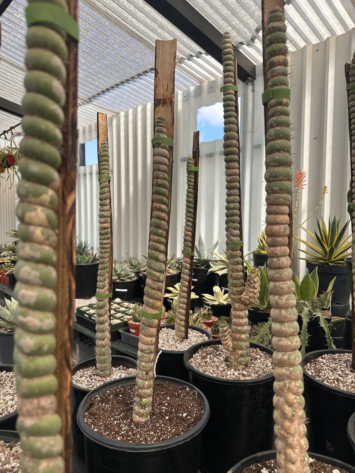 Eulychnia castanea
